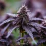 Сорт семян каннабиса Auto Black Opium